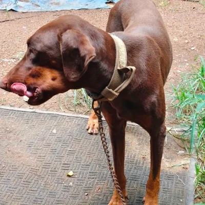 Photo of Bruno, a chocolate Doberman