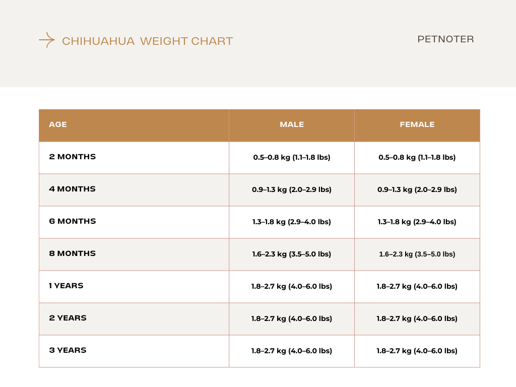 Chihuahua weight chart by age
