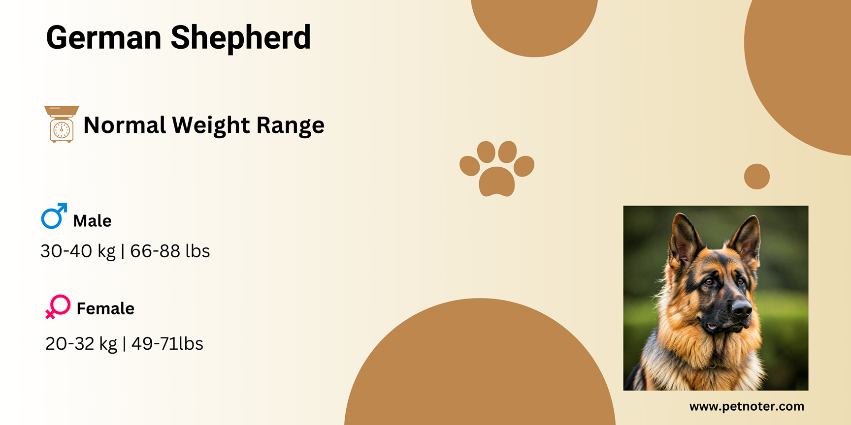 German Shepherd Weight Chart & Growth Guide