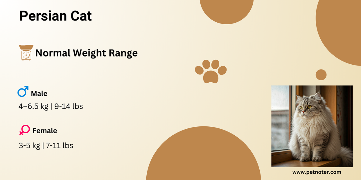 Persian Cat Weight Chart Table & Growth Guide