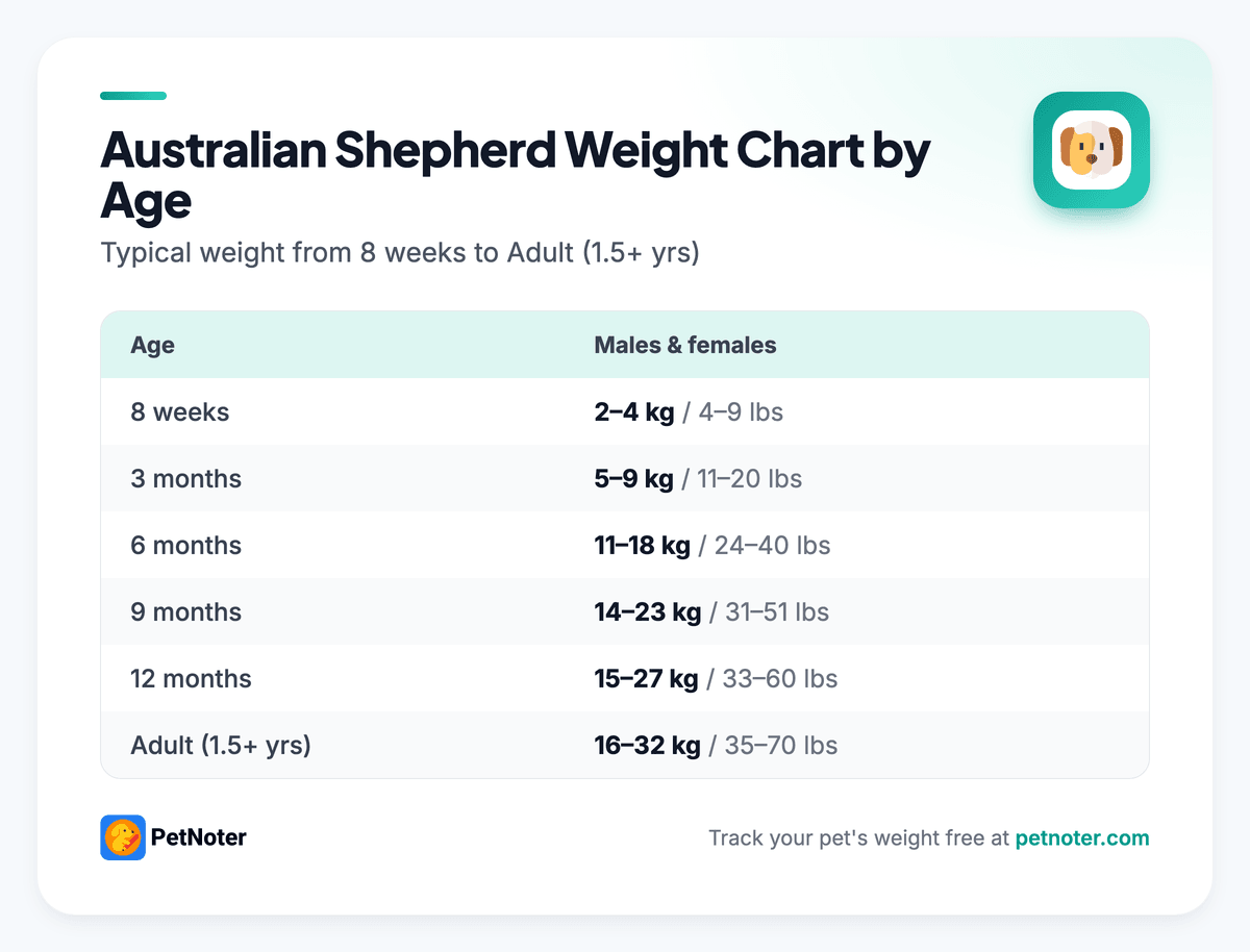 Australian Shepherd weight chart by age