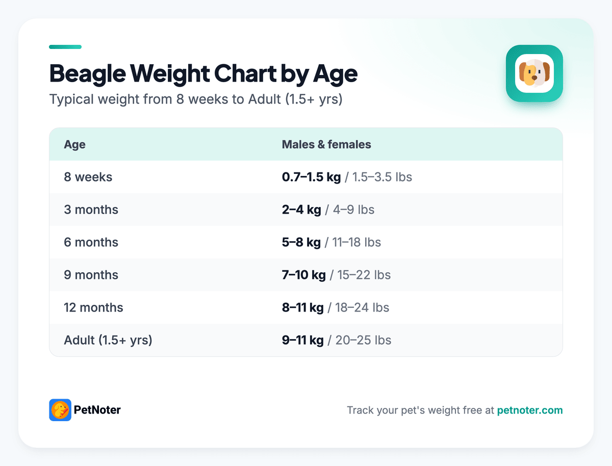 Beagle weight chart by age