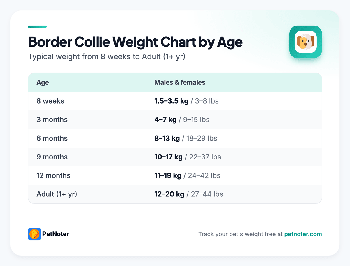 Border Collie weight chart by age