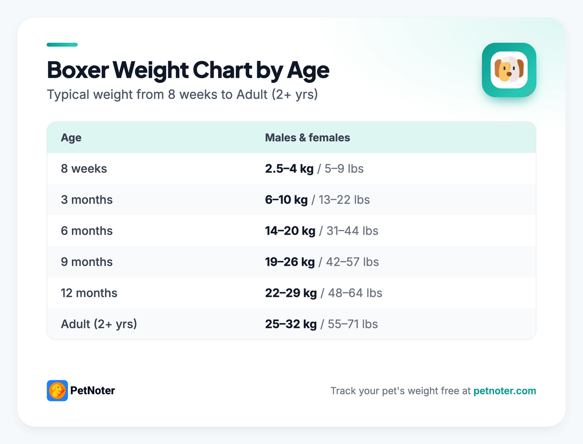 Boxer weight chart by age