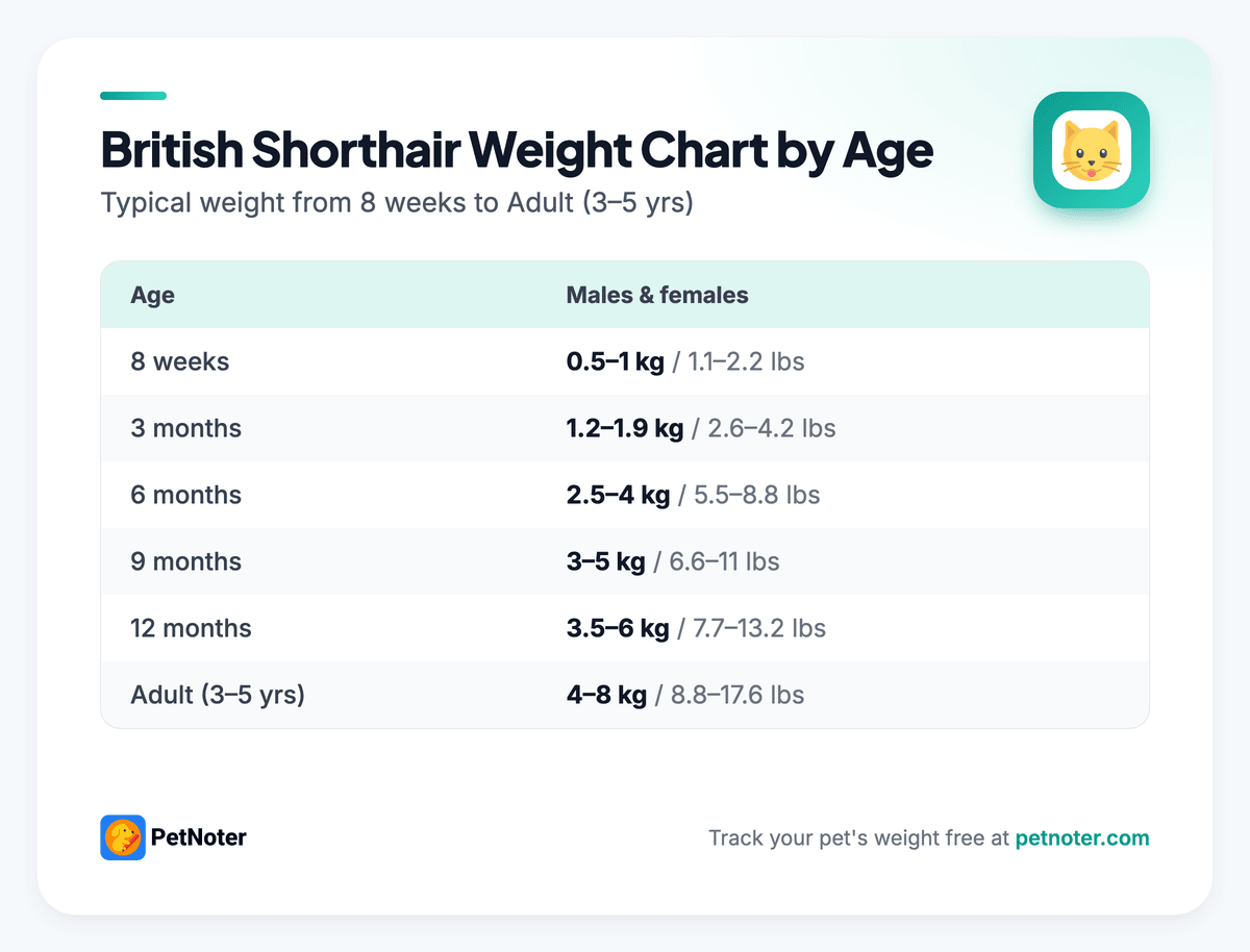 British Shorthair weight chart by age