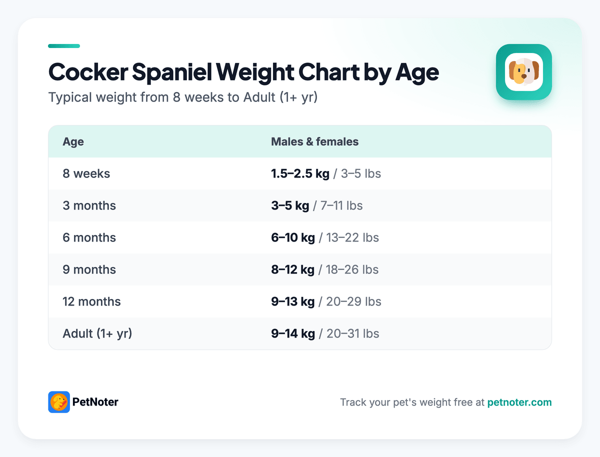 Cocker Spaniel weight chart by age