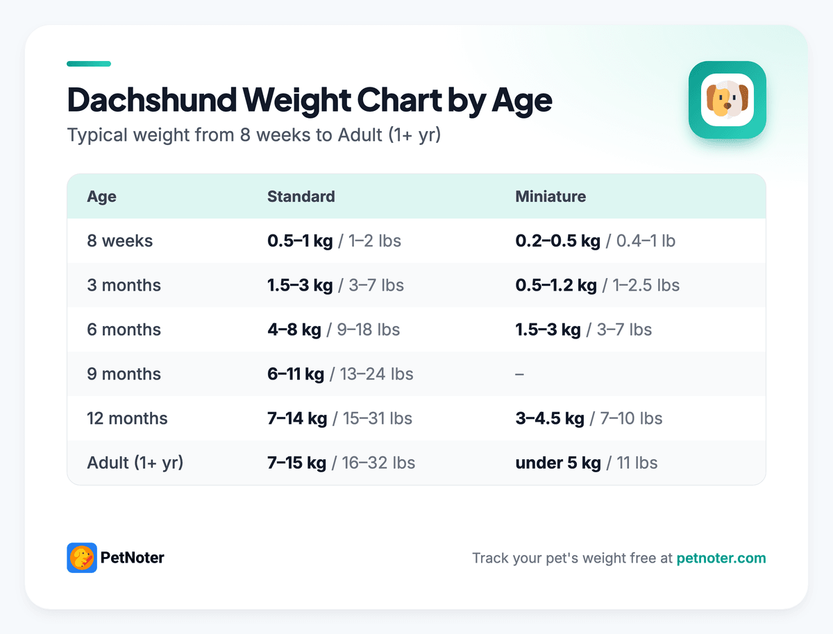 Dachshund weight chart by age