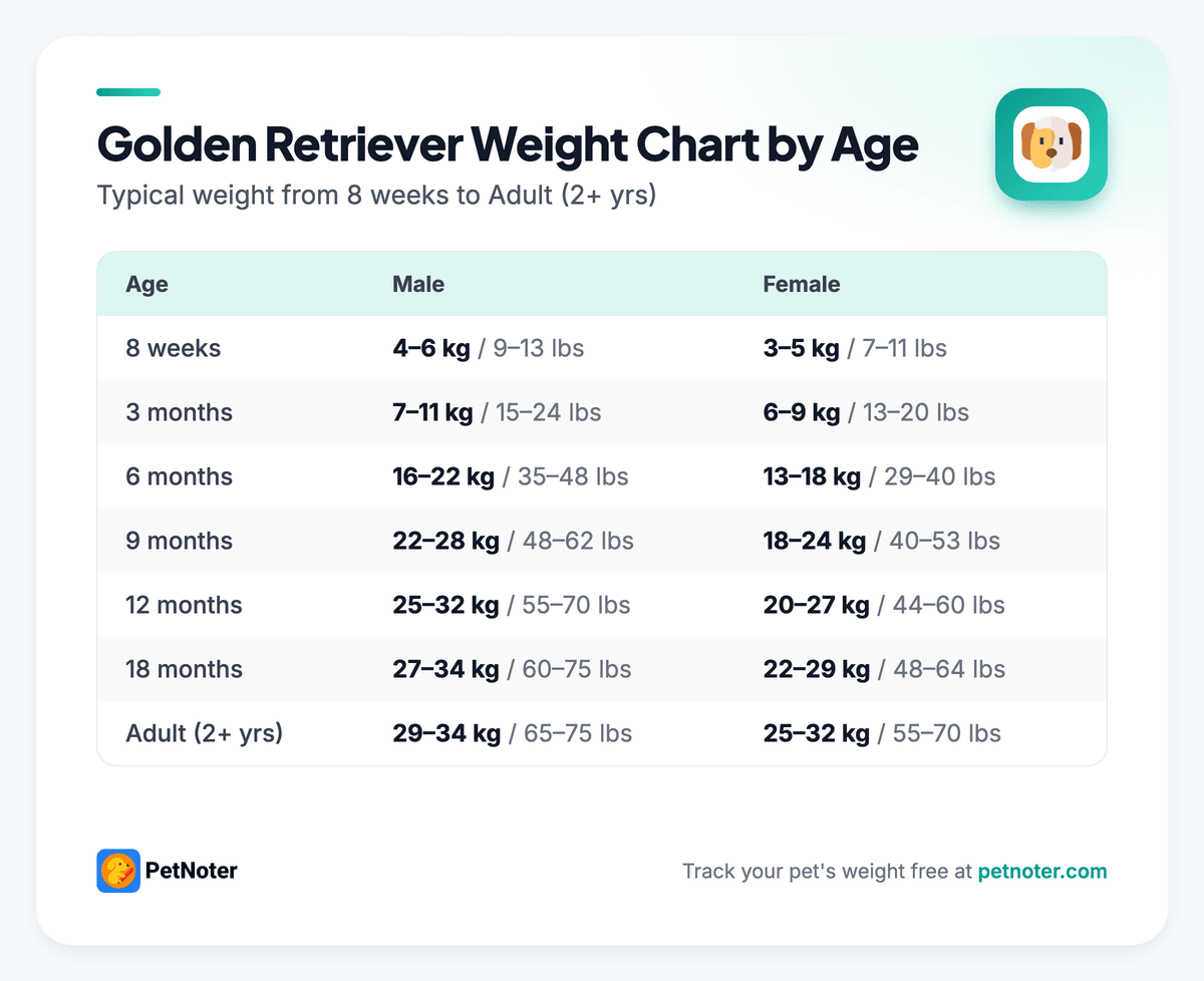 Golden Retriever weight chart by age