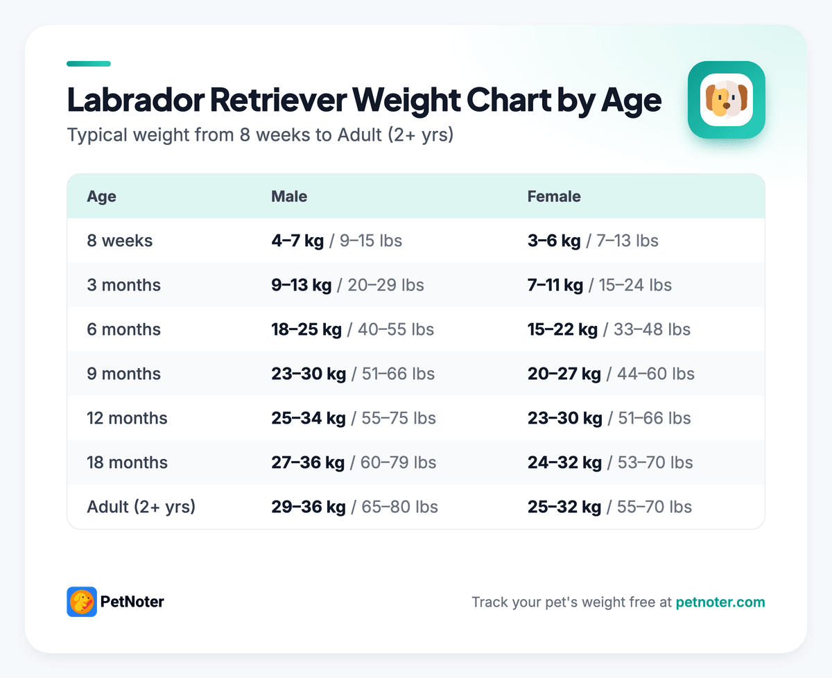 Labrador Retriever weight chart by age