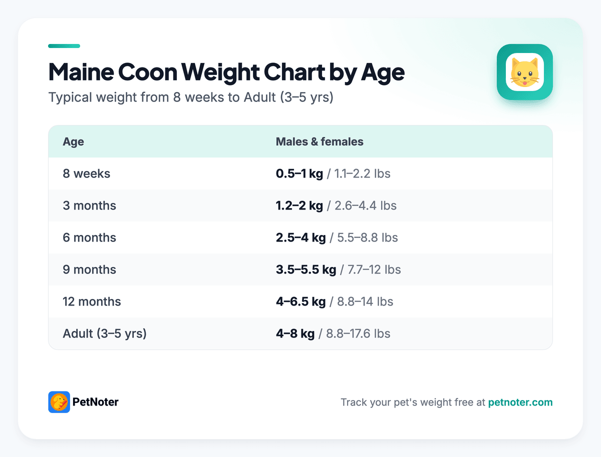 Maine Coon weight chart by age