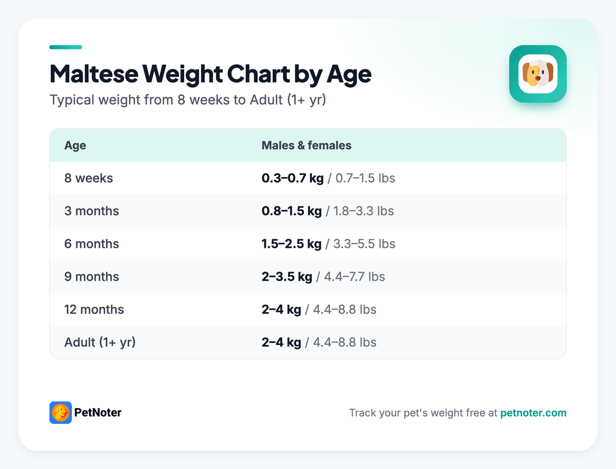 Maltese weight chart by age