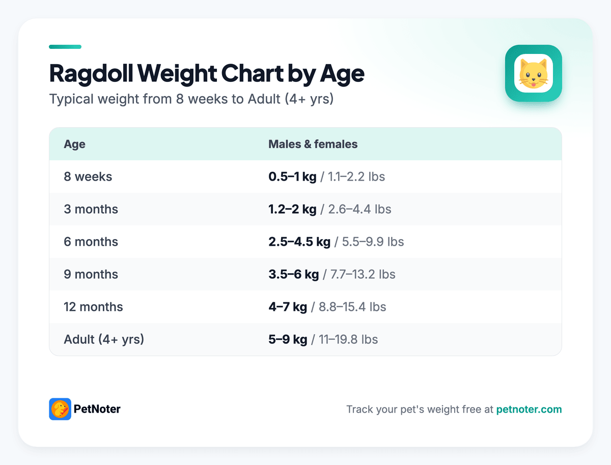 Ragdoll weight chart by age