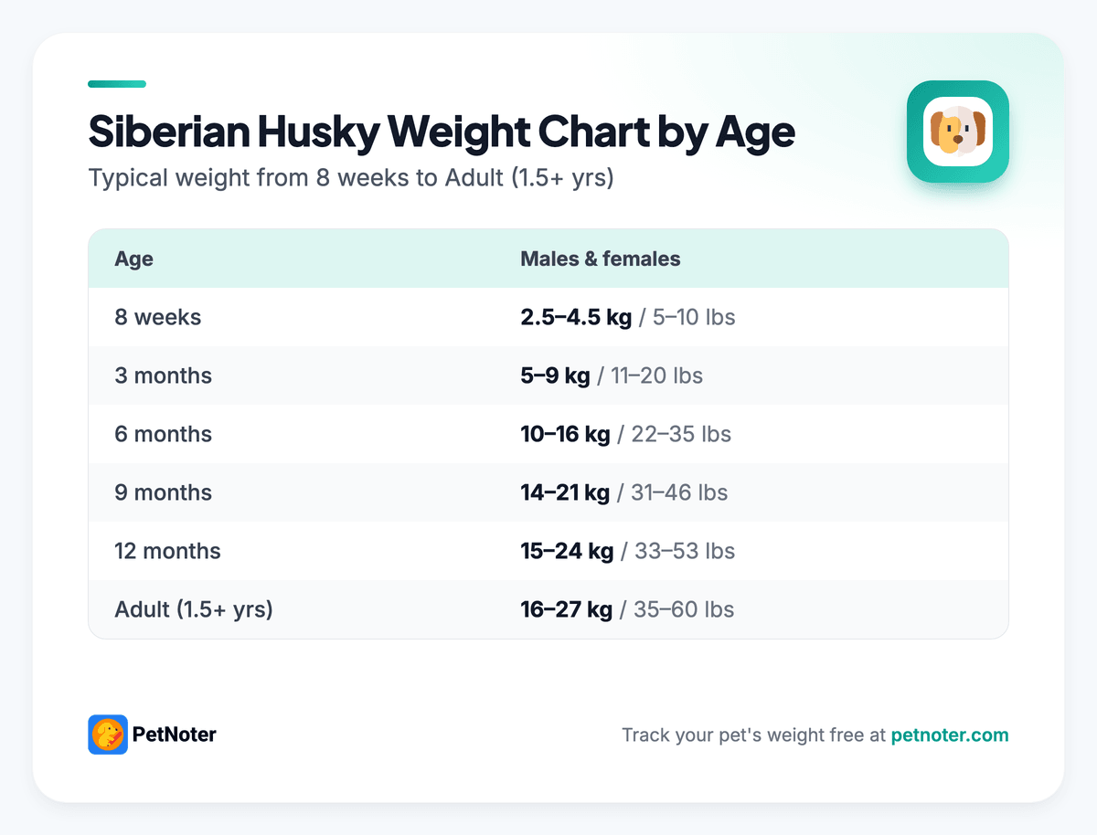 Siberian Husky weight chart by age