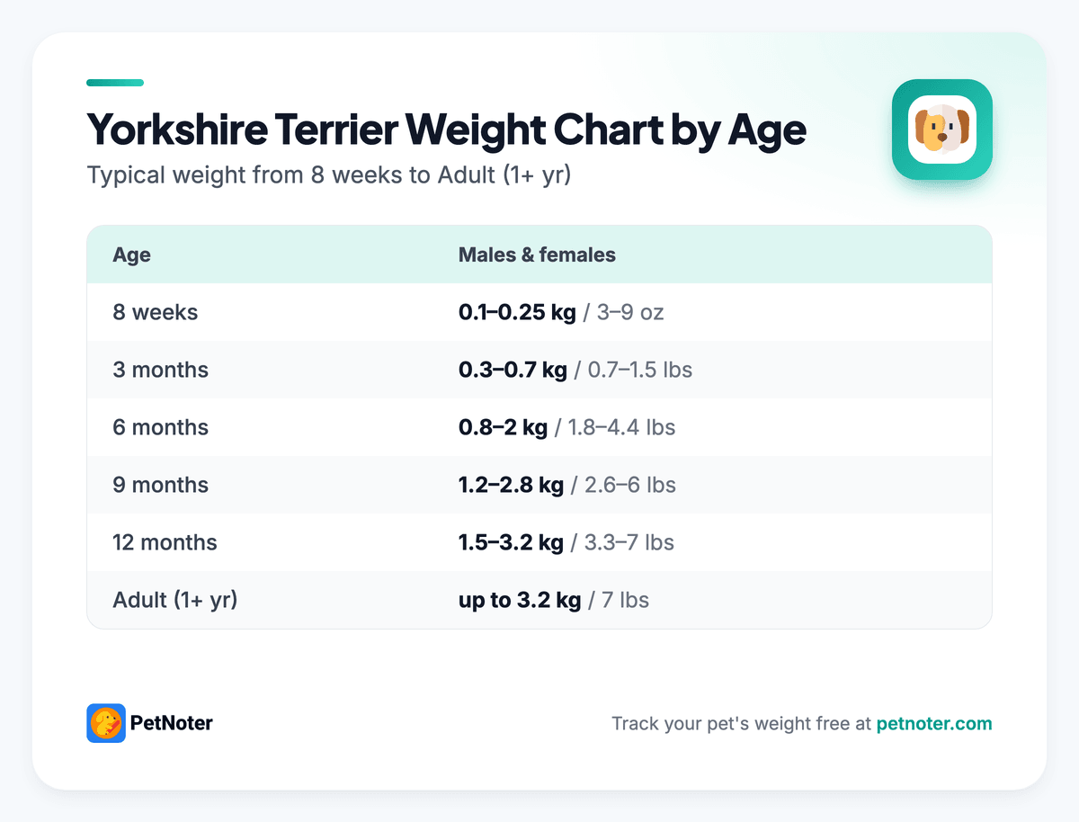 Yorkshire Terrier weight chart by age